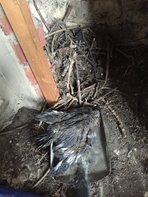 Chimney flue obstruction dead bird, animal. Chimney cleaning and sweeping keeps toxic gases away